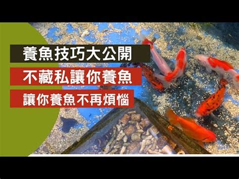 鯉魚要養幾隻|新手入門